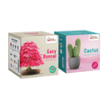 SET - Bonsai semena 4.vrst & Kaktus semena