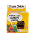 SET - Gojitveni lonec za sajenje Jerihonske rože