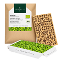 Mikrozelenje rdeče zelje, semenska blazinica
