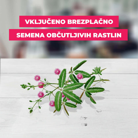 SET - Muholovka Venus, semena za začetnike