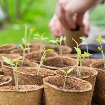 Nasveti za gojenje rastlin