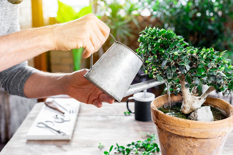 Gojenje bonsaja & Navodila za pripravo