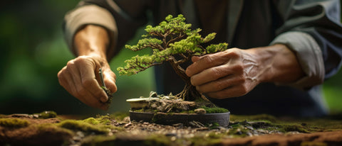 Bonsai je umetnost gojenja dreves v majhnih posodah