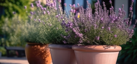 Sivka - gojenje v lončku