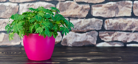 Gojenje mimoze v lončku