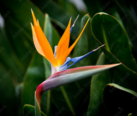 Zakaj je strelicija tako posebna rastlina