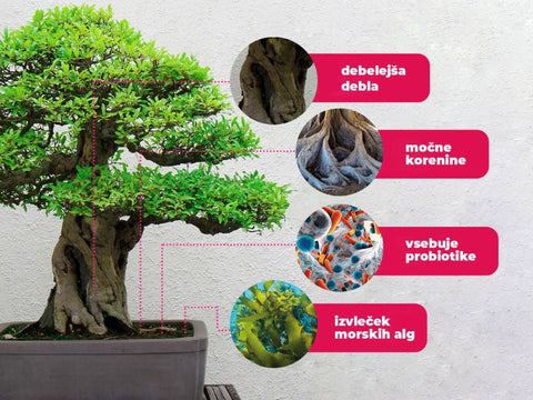 Gnojenje rastlin in bonsajev