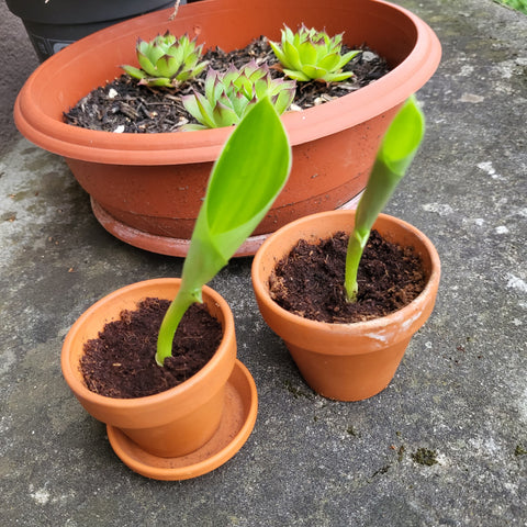 Banane v lončku