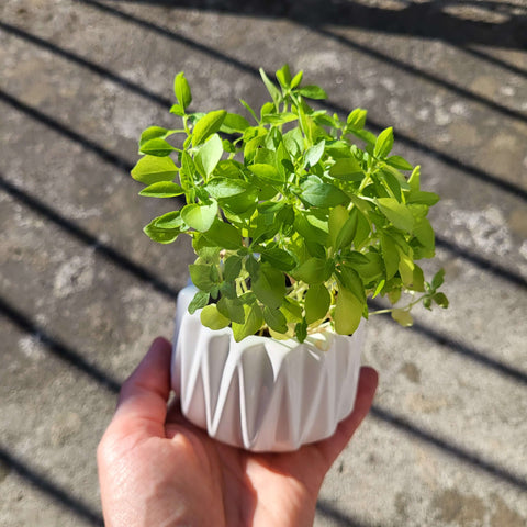 Gojenje bazilike v svoji kuhinji