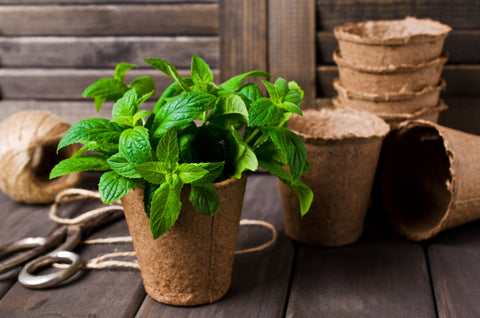 Gojenje mete v lončku