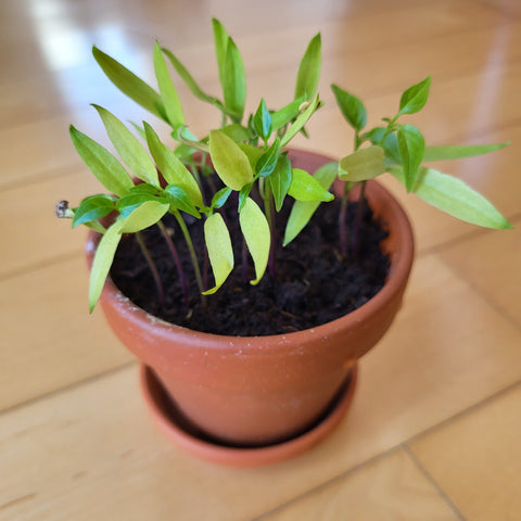 Kajenska paprika