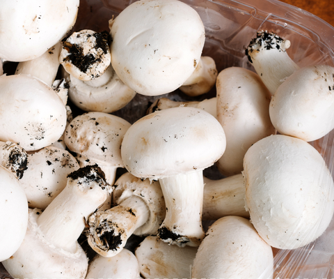 Gojenje šampinjonov