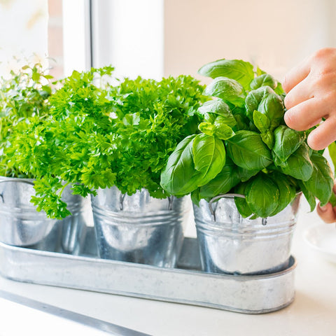 Sajenje zelišč v lončkih