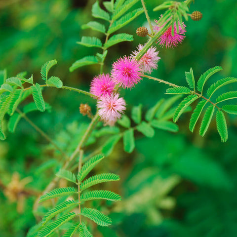 Semena - Mimosa pudica