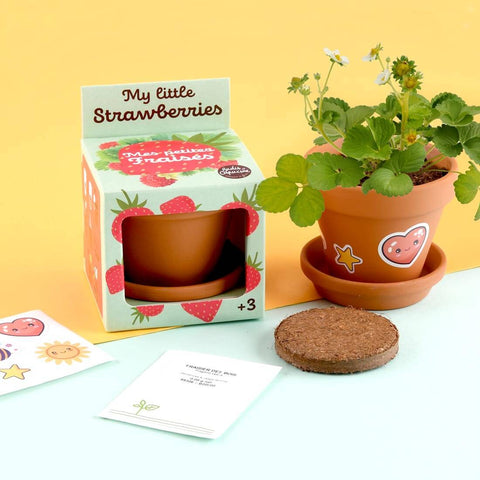 SET - Gojitveni lonec za sajenje jagod