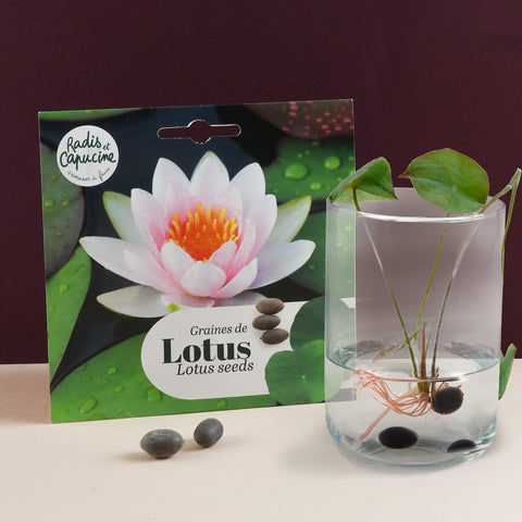Semena Lotus