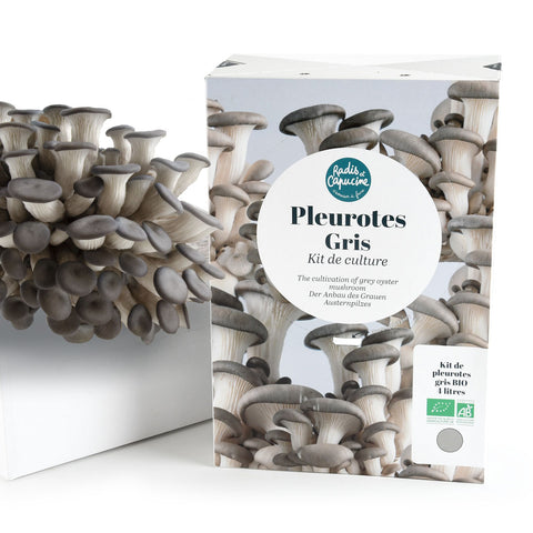 SET - Gojenje gob, sivi ostrigarji