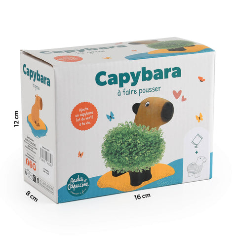 Kapibara za gojenje, chia semena, set za otroke