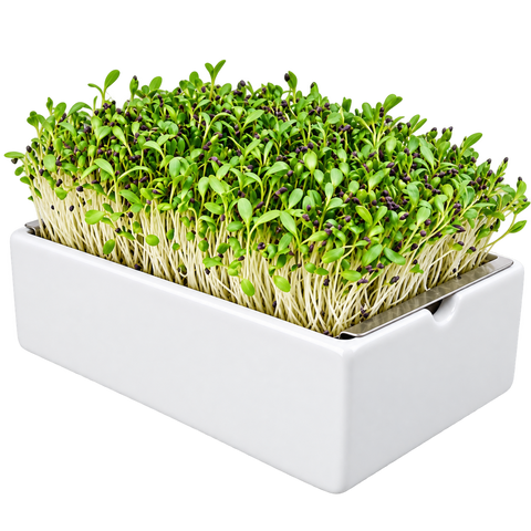 Mikrozelenje alfalfa, semenska blazinica