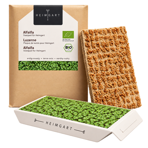 Mikrozelenje alfalfa, semenska blazinica