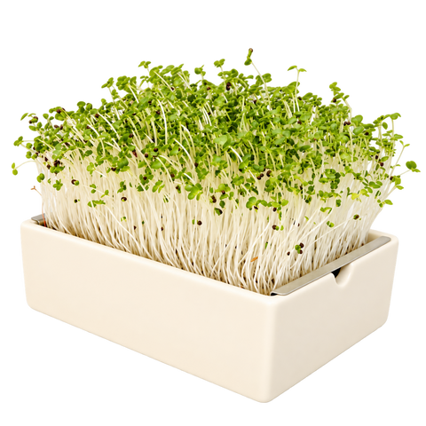 Mikrozelenje pak choi (kitajsko zelje), semenska blazinica