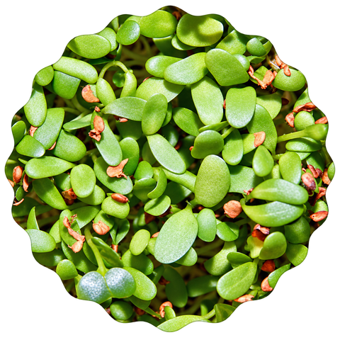 Mikrozelenje alfalfa, semenska blazinica