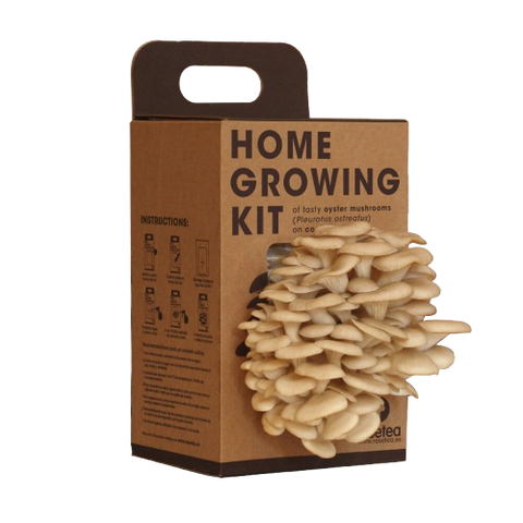 SET - Gojenje gobe ostrigar 2 kg