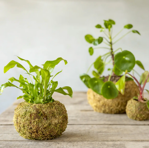 Kokedama krogljica M