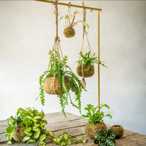 Kokedama krogljica M
