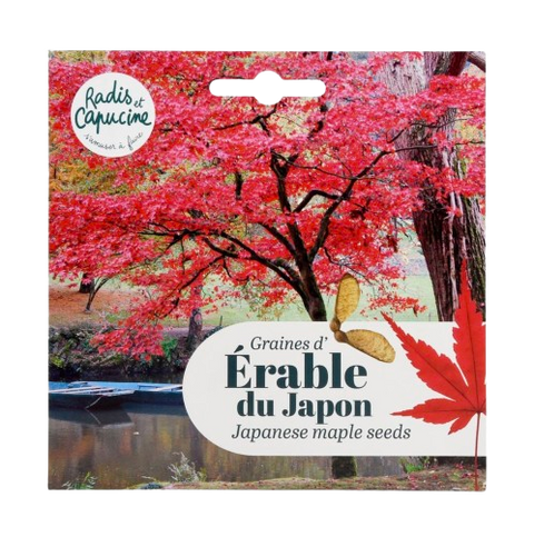 Semena - Rdeči javor