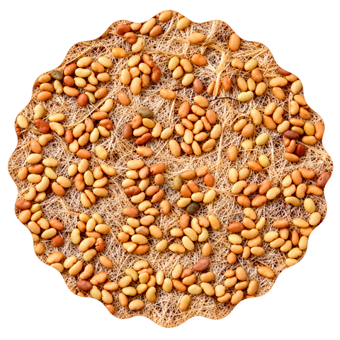 Mikrozelenje alfalfa, semenska blazinica