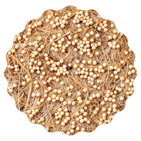 Mikrozelenje amarant, semenska blazinica